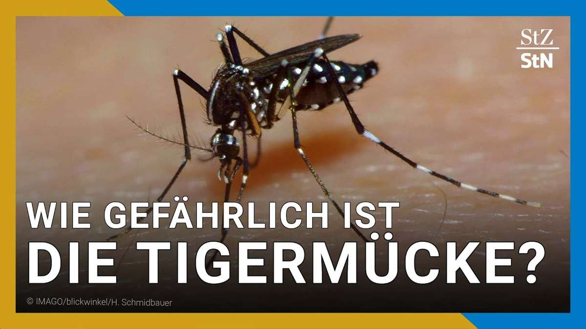 wie-gef-hrlich-ist-der-stich-einer-asiatischen-tigerm-cke