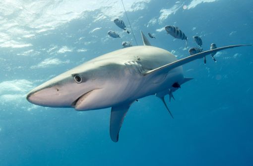 Bei dem Tier an der Küste Spaniens soll es sich um einen Blauhai gehandelt haben (Archiv). Foto: IMAGO/Panthermedia/Jfibu via imago-images.de