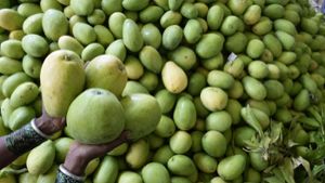 Alle Mangos müssen vernichtet werden. Foto: AFP