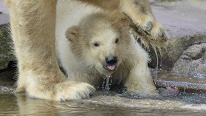 Beschützt von Mamas Tatzen macht Eisbär-Mädchen Charlotte seine ersten Schritte. Foto: dpa