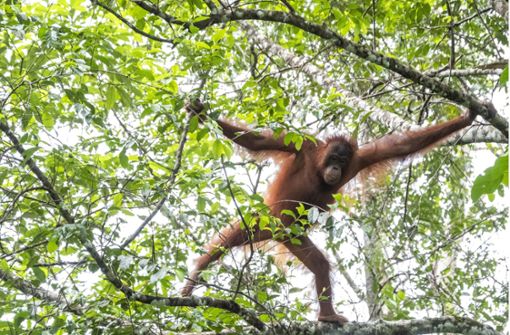 Bei der Kommunikation mit ihren Artgenossen  greifen die Orang-Utans wie andere Menschenaffen auf einen kommunikativen und kognitiven Werkzeugkasten zurück. Foto: imago images/Chua Wee Boo