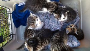 Katzenkinder aus Gleisbett gerettet