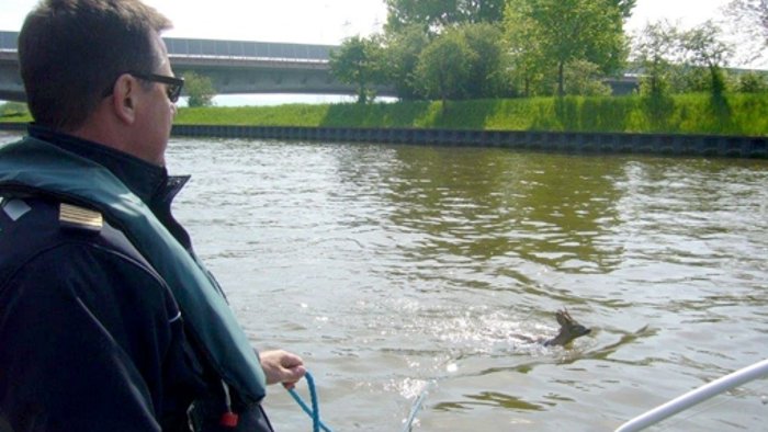 Polizei rettet Reh aus Neckarkanal 