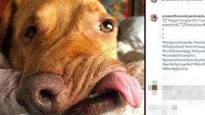 Der Hund Picasso kam mit einer schrägen Schnauze zur Welt. Foto: Instagram/picassothewonkyandwacku