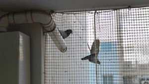 Tauben und Vögel vom Balkon fernhalten