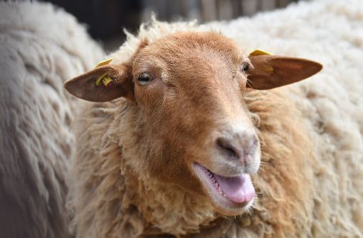 Am Wochenende dreht sich in Beuren alles ums Schaf. Foto: dpa