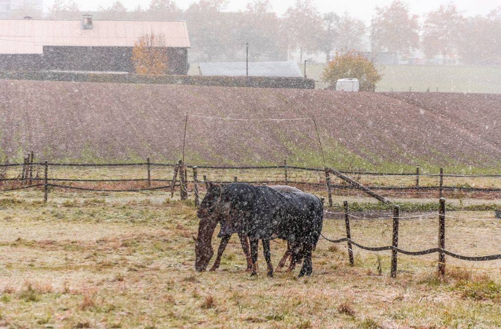Ertrugen den ersten Schneefall des Winters mit stoischer Gelassenheit: Einige Pferde stehen bei Böblingen auf der Weide.