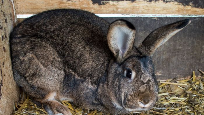 Unbekannter stiehlt Kaninchen aus Stall