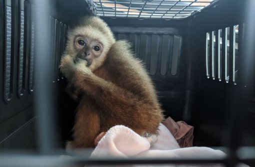 Das Weißhandgibbon-Kind „Jimmy“ wurde vom Verkäufer in einer Katzenbox zum Parkplatz gebracht. Foto: PETA Deutschland e.V.