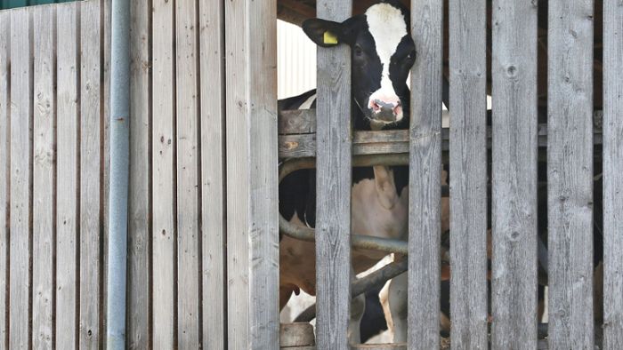 Landwirt reagiert auf Vorwürfe – Milchviehbetrieb eingestellt