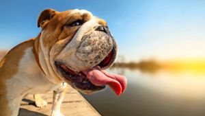 Zunge raus: Wenn es Hunden zu heiß wird, hecheln sie. Foto: Uros Lunja/Adobe Stock