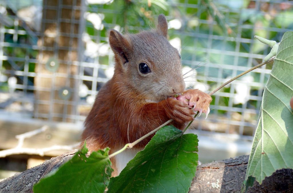 Eichhörnchen Pippilotta