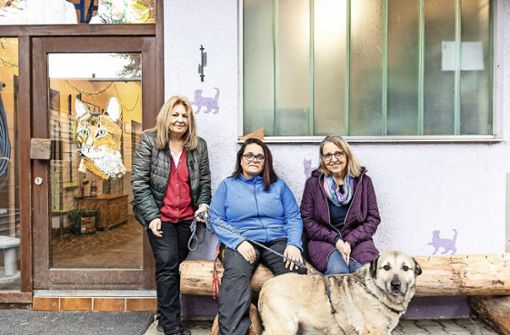 Viele Hunde werden in Obhut genommen – doch das Tierschutzheim steht unter enormem Kostendruck Foto: Eibner-Pressefoto/Roger Bürke