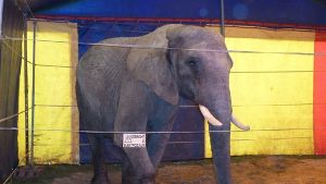 Elefant „Benji“ im Jahr 2011 in Winnenden. Foto: Peta