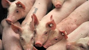 Hepatitis E wird hierzulande durch unzureichend gegartes Schweinefleisch übertragen. (Symbolfoto) Foto: dpa/Carmen Jaspersen