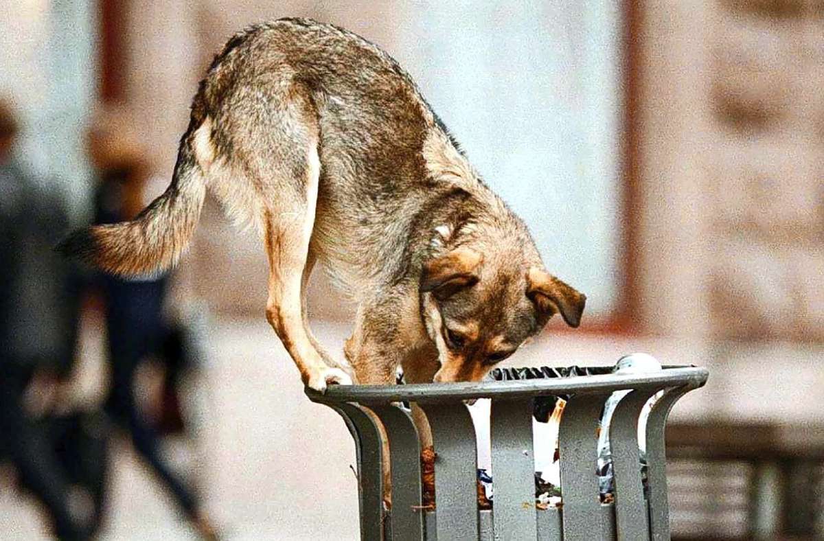 Da in Corona-Zeiten die Nachfrage nach Hunden groß ist, werden von zwielichtigen Händlern offenbar auch ehemalige Straßenhunde aus Osteuropa  verkauft, die   bereits als Welpen gelernt haben, sich vor Menschen in Acht zu nehmen. Foto: dpa/Sergei Supinsky