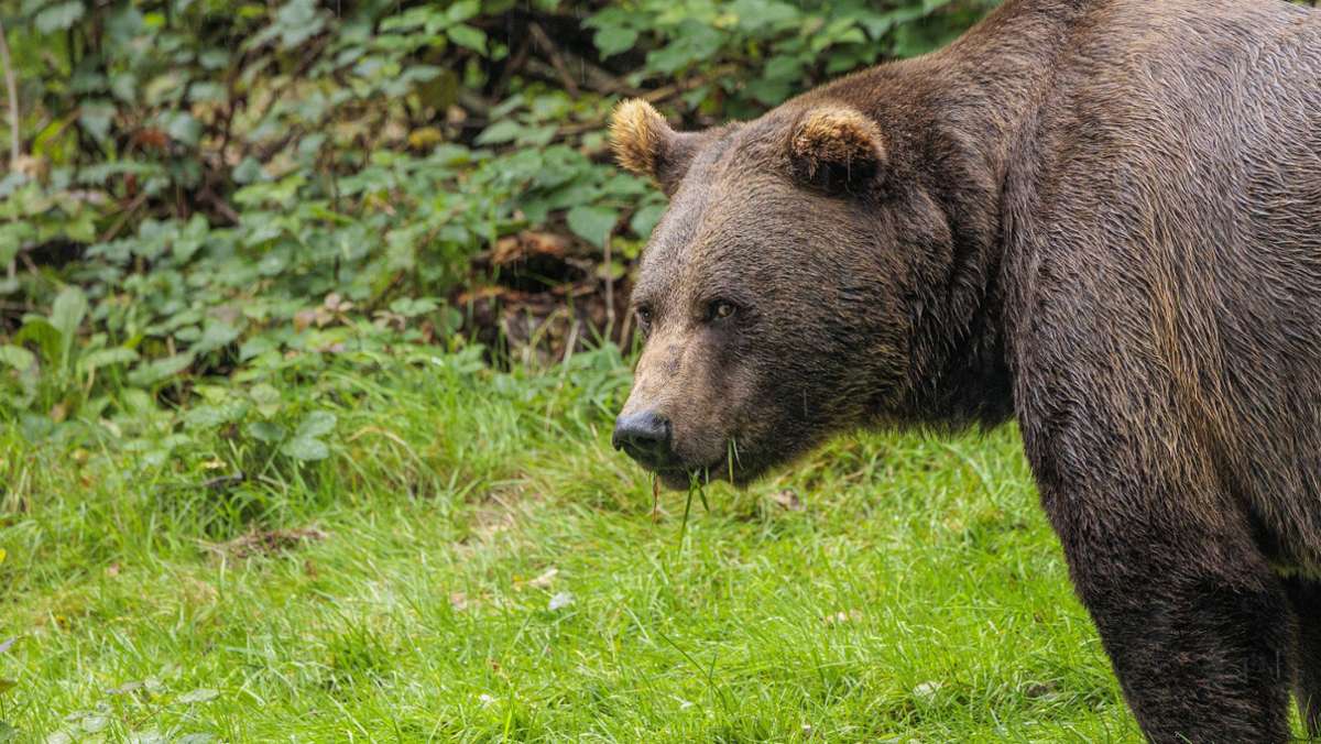 Bayern: Bär tötet Schafe im Landkreis Rosenheim