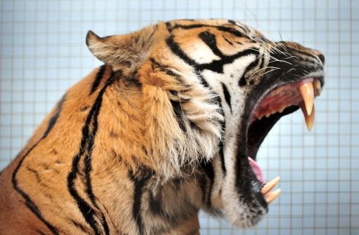 Sumatra-Tiger Carlos in seinem Gehege in der Wilhelma in Stuttgart. Foto: dpa
