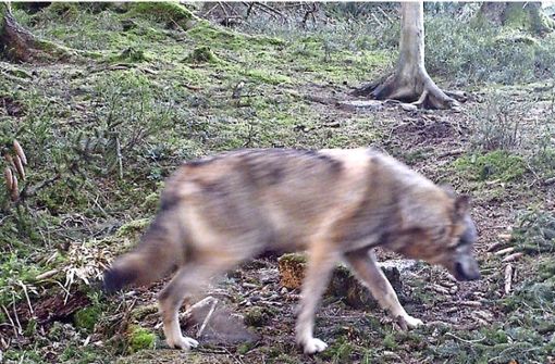 Ein Wolf läuft im Jagrevier Altschweierer Wald zwischen Hundseck und Untersmatt, aufgenommen von einer Fotofalle. Foto: dpa/Roland Hostert