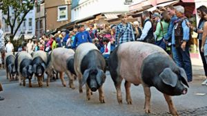 Eine große Sauerei: Schwäbisch-hällische Landschweine beim Umzug. Foto: Lichtgut - Oliver Willikonsky