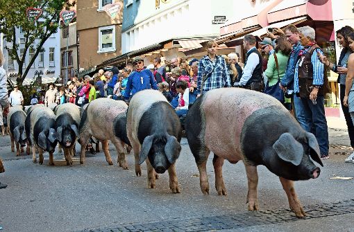 Eine große Sauerei: Schwäbisch-hällische Landschweine beim Umzug. Foto: Lichtgut - Oliver Willikonsky