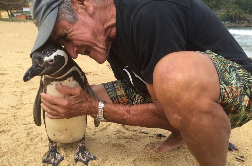 Pinguin Dindim kommt seit Jahren über Tausende Kilometer zu João Pereira de Souza geschwommen. Foto: dpa
