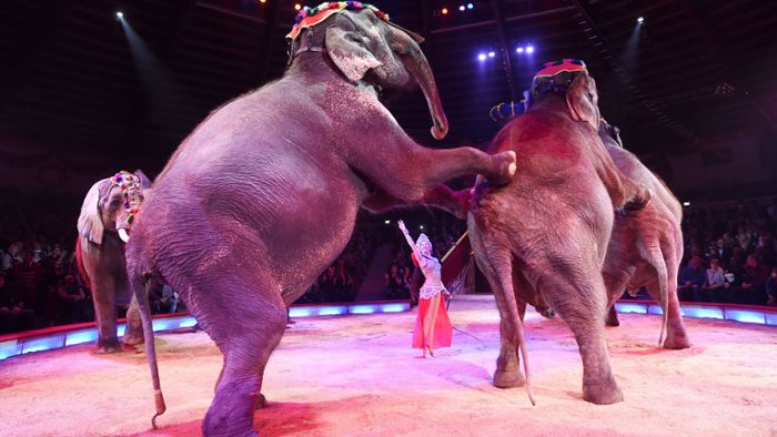 Circus Krone kritisiert Wildtierverbot auf dem Wasen