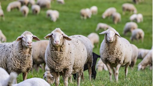 Trotz des fehlenden Zauns blieben die Schafe an Ort und Stelle. (Symbolbild) Foto: IMAGO/Arnulf Hettrich