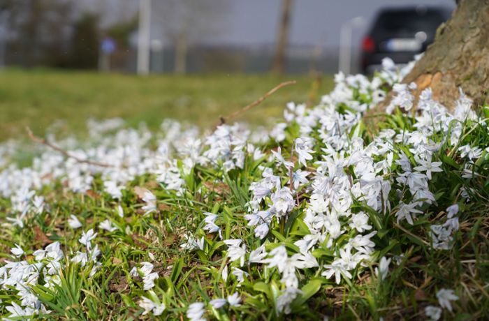 Frühling: Die ersten Blüten zeigen sich in Stuttgart