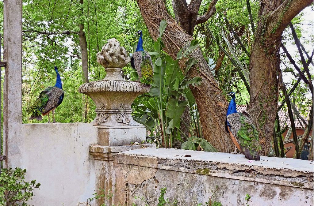 Shelagh Keeley hat einen 150-minütigen Video über deb „Colonial Garden in Lissabon gedreht. Foto: ifa