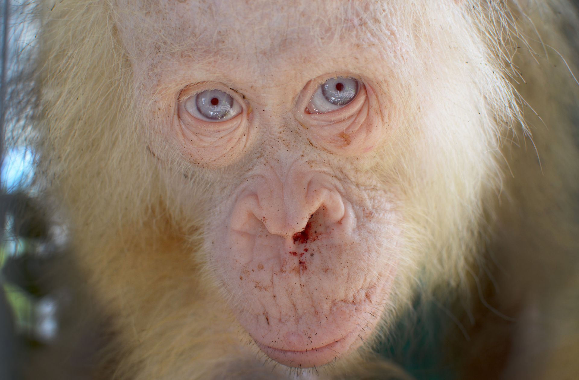 In den Dschungel von Borneo: Weiße Orang-Utan-Dame darf zurück in