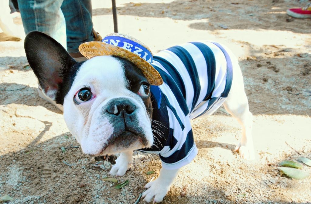 Armes Mäuschen oder cooler Hund? In New York haben Dutzende von Hundebesitzern ihre Vierbeiner in Schale geworfen und bei einer Kostümparade gezeigt. So richtig witzig findet es die Bulldogge wohl nicht.