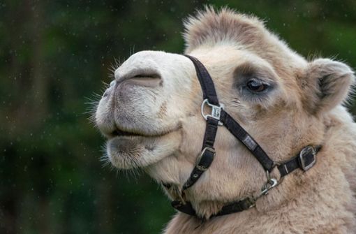 Der  2006 geborene Djabi ist auf dem Hof das einzige Kamel mit weißem Fell. Foto: factum/Andreas Weise