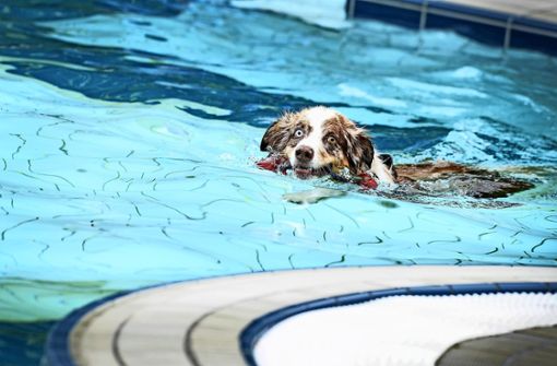 Beim Hundeschwimmen fehlt das Desinfektionsmittel im Wasser. Foto: dpa