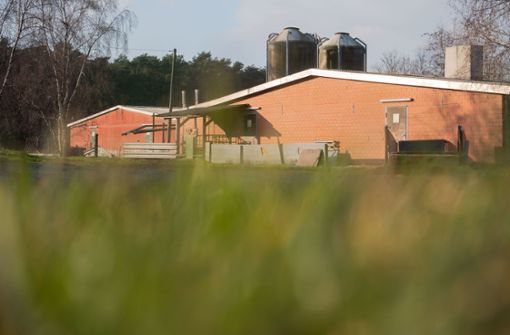 Bis zu 1000 Schweine sind  in einem Mastbetrieb in Niedersachsen  verendet, Sachverständige prüfen nun die genauen Umstände. Foto: dpa/Julian Stratenschulte