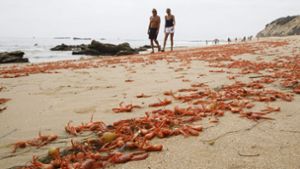 Tote Tuna Krabben liegen am Strand von Laguna Beach in den USA. Die Krabben sind aufgrund einer warmen Strömung vom Kurs abgekommen und zu nah an die Küste geschwappt worden. Das Wetterphänomen El Niño wird nach Einschätzung von Forschern aus Deutschland und Israel wahrscheinlich Ende 2020 in der Pazifikregion wieder auftreten. Foto: Eugene Garcia/epa/dpa