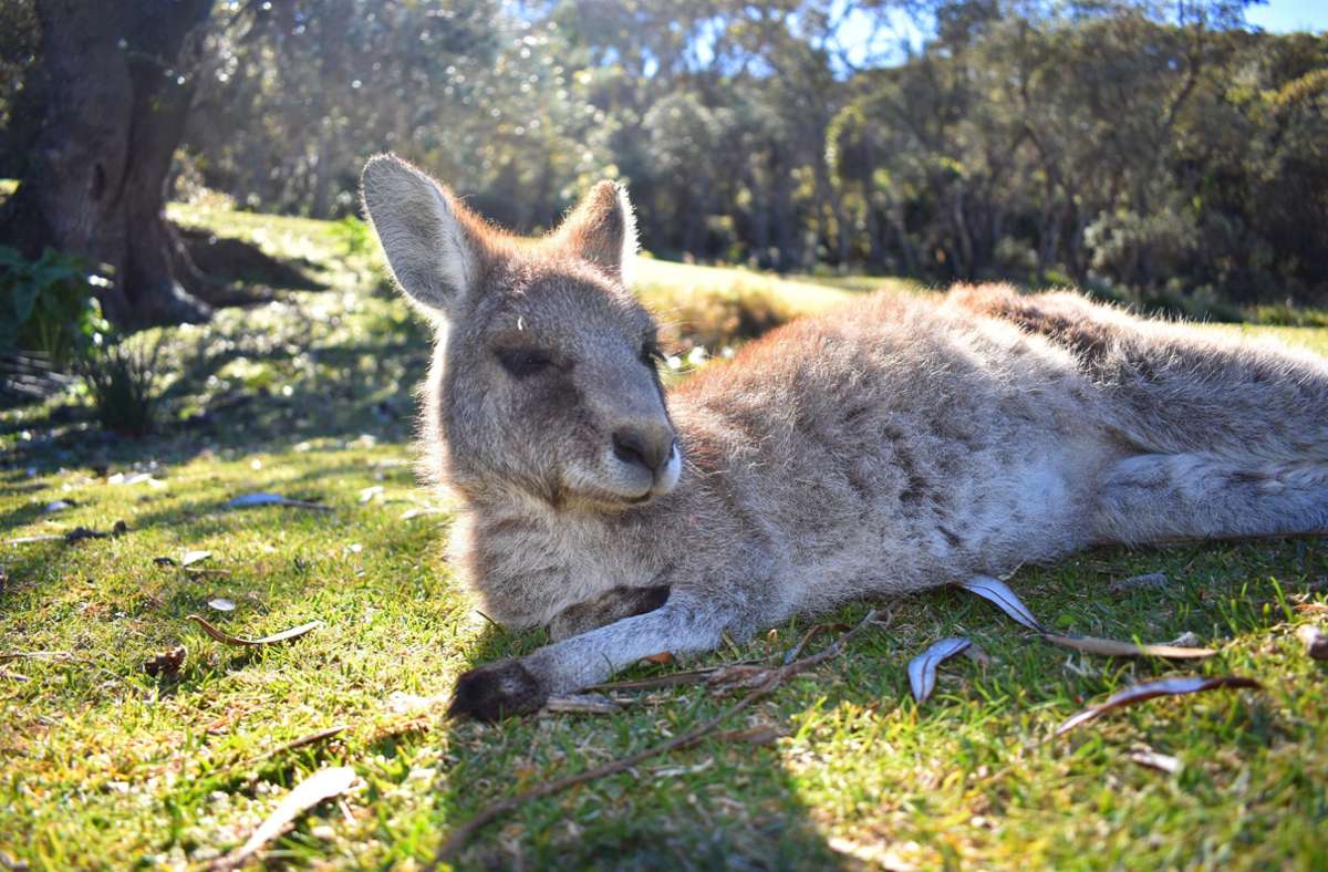 Das Känguru hat schon mehrmals das Weite gesucht. Foto: PantherMedia/Sabina Hughes