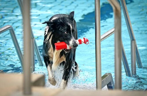 Zwölf Grad Wassertemperatur halten Hunde nicht vom Planschen ab. Foto: factum/Simon Granville