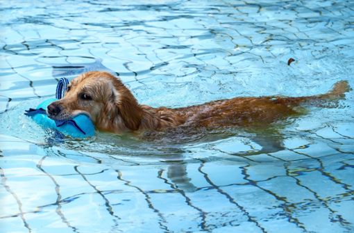Beim gelungenen Badespaß für den Hund darf das Spielzeug nicht fehlen. Foto: Jürgen Bach