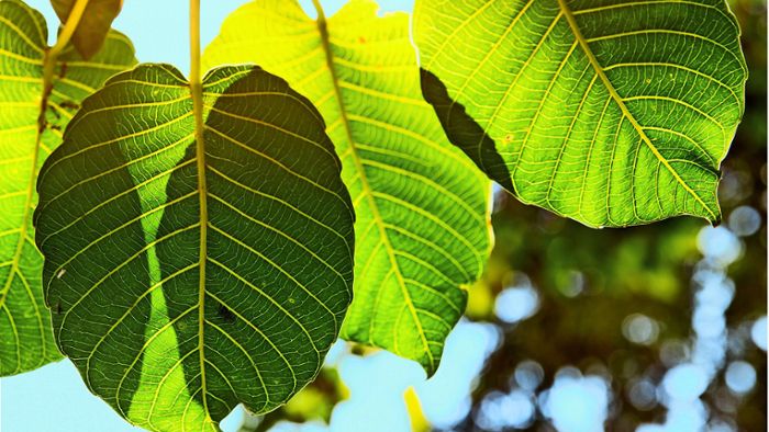 Saubere Energie aus künstlichen Blättern