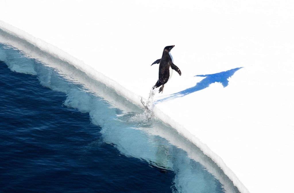 24 Staaten und die Europäische Union auf eine riesige Meeresschutzzone in der Antarktis geeinigt. Foto: Antarctic Ocean Alliance