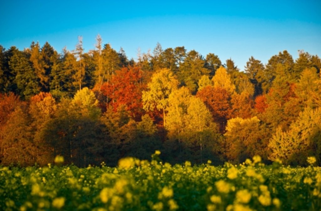 Orangerot leuchten die Blätter, die nach und nach von den Bäumen fallen und den Boden golden bedecken. Wer die bunte Farbpracht einmal aus einer anderen Perspektive betrachten möchte, der kann beispielsweise im Stuttgarter Waldklettergarten in Zuffenhausen und im Schmellbachtal hoch hinaus.