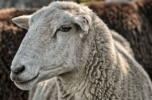 Schafe, Ziegen, Katzen und weitere Tiere wurden von dem Hof geholt. (Symbolbild) Foto: Pixabay