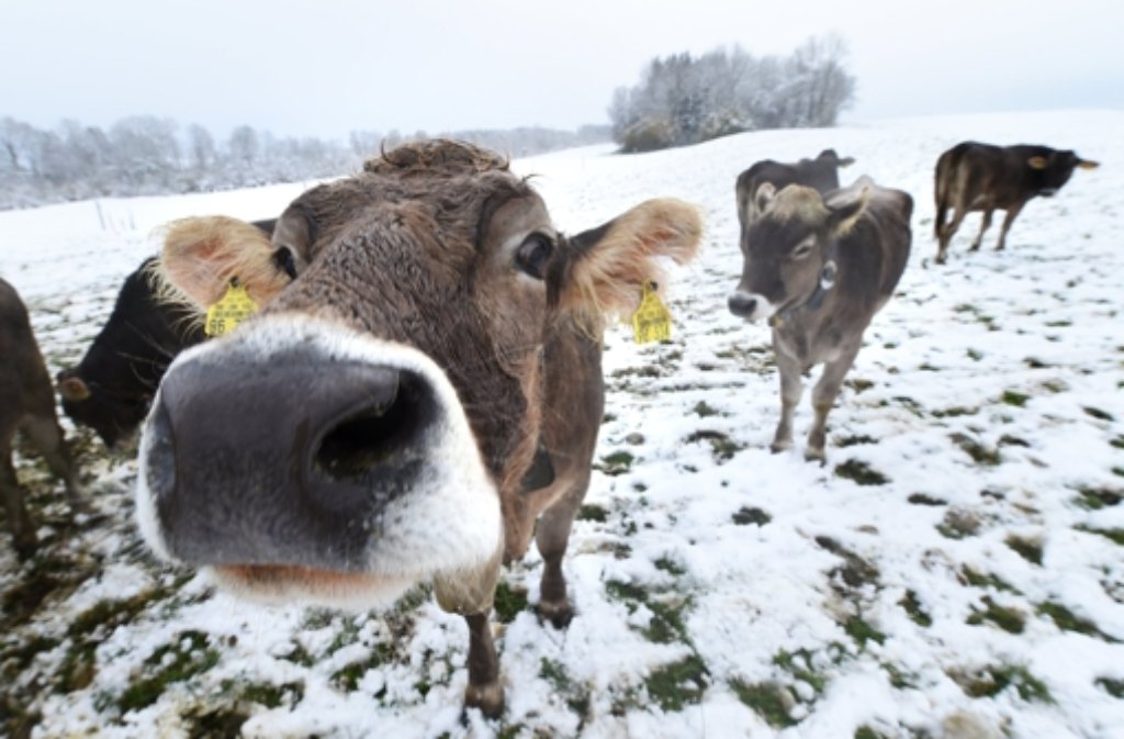 Das Wetter macht den Kühen nichts aus: Jungvieh steht am Donnerstag bei Ratzenried (Baden-Württemberg) auf einer mit Schnee bedeckten Weide. Über Nacht ist im Allgäu der erste Schnee in diesem Herbst gefallen.