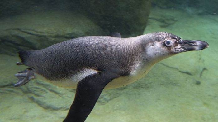 Pinguin verschluckt Brillenbügel und muss operiert werden