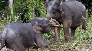 Haftstrafe für Tötung eines seltenen Borneo-Elefanten