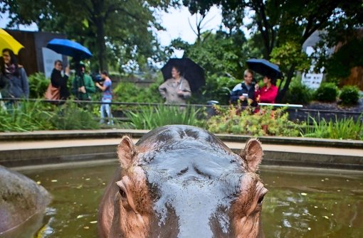 Finden die Flusspferde der Wilhelma einen Platz am Neckarufer? Foto: Max Kovalenko