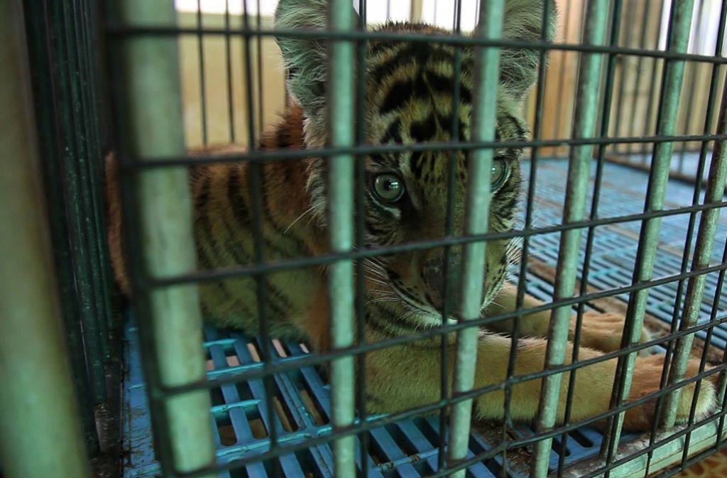 Leben im Käfig: Junger Tiger in einer Tigerfarm im thailändischen Bangkok .