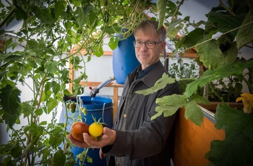 Ulrich Schmidt freut sich im Gewächshaus über seine Tomaten. Gedüngt wurden sie mit den Ausscheidungen von Fischen Foto: Lichtgut/Achim Zweygarth