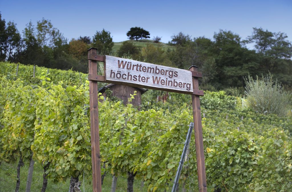 Die Weilheimer reklamieren den höchsten Württemberger Weinberg für sich. 531,96 Meter über Meereshöhe haben sie gemessen.